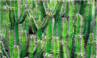 ¿Por qué los cactus tienen espinas?