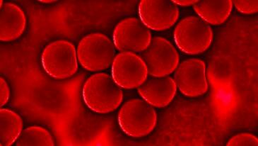 ¿Qué hay en la sangre? ¿Qué hay en la sangre?