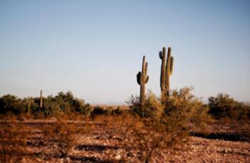 How Do Cacti Survive in Deserts? How Do Cacti Survive in Deserts?