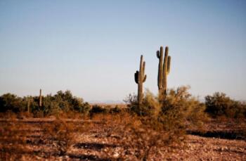 How Do Cacti Survive in Deserts?