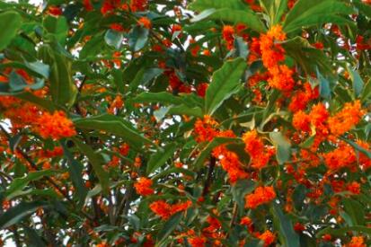 Why Is Osmanthus So Sweet? Why Is Osmanthus So Sweet?