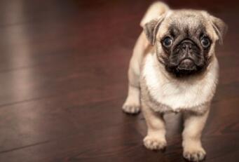 Why Do Dogs Like Wagging Their Tails? Why Do Dogs Like Wagging Their Tails?