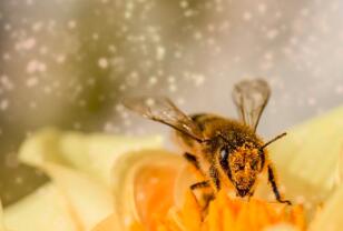 Where Is Honey from? Where Is Honey from?