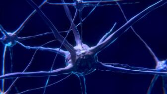 What Is a Reflex Action? What Is a Reflex Action?