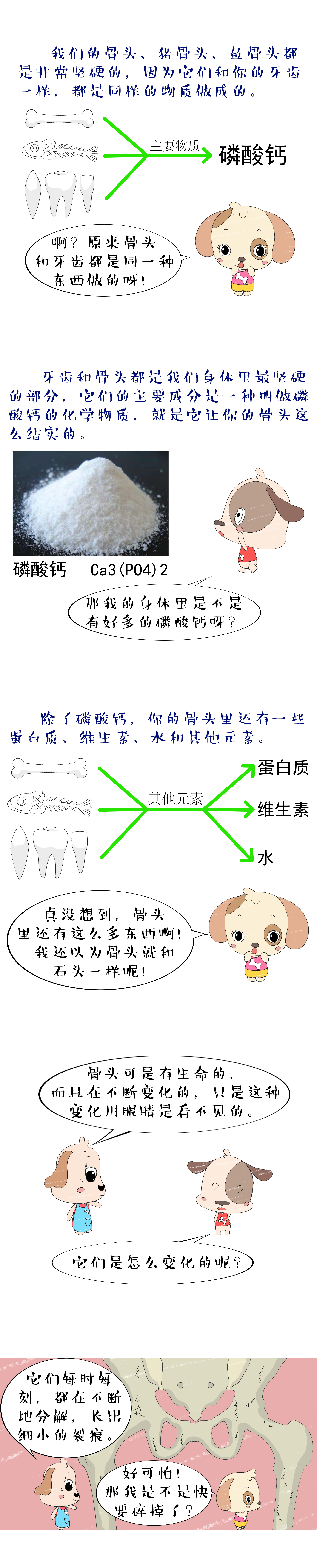 骨头;成分