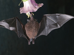 从SARS到MERS，再到新冠肺炎，为什么源头都指向蝙蝠？