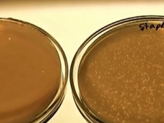 病毒家族之噬菌体