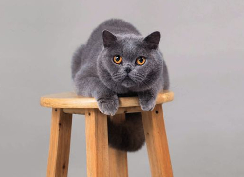 猫的历史