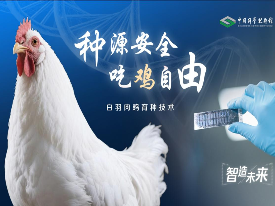 【智造未来】种源安全 吃鸡自由——白羽肉鸡自主育种