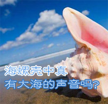 海螺壳中真的有大海的声音吗?