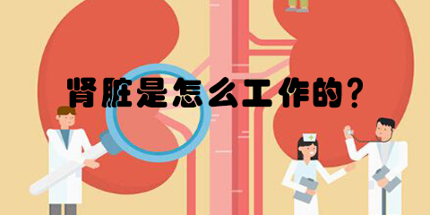 肾脏是怎么工作的?