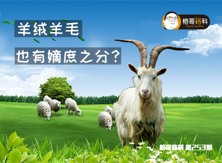 【榕哥烙科】第253期:羊绒羊毛也有嫡庶之分?