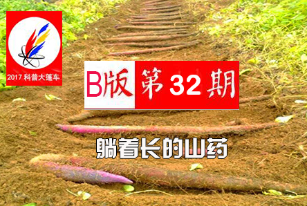 【科普大篷车】躺着长的山药