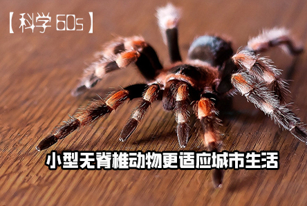 【注册新宝GG60S】小型无脊椎动物更适应城市生活