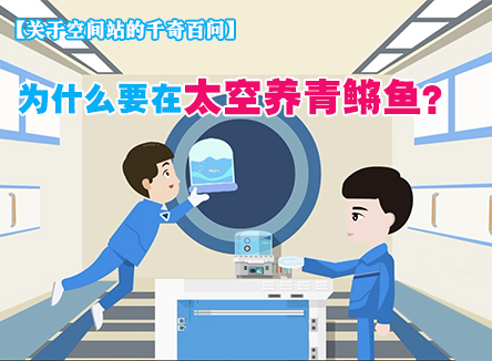 【关于空间站的千奇百问】为什么要在太空养青鳉鱼？