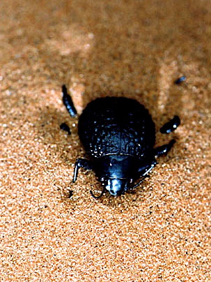 beetles-sand-enlarged
