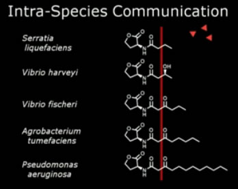 intraspecies-communication