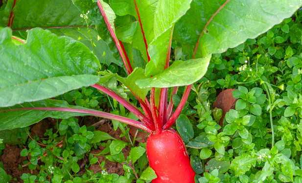 亚洲最大生物物种诺亚方舟,种子存放200年还能保持活力 亚洲最大生物物种诺亚方舟,种子存放200年还能保持活力