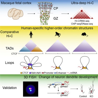 首次!我国科研团队合作构建灵长类迄今最高分辨率的大脑3D基因组图谱 首次!我国科研团队合作构建灵长类迄今最高分辨率的大脑3D基因组图谱