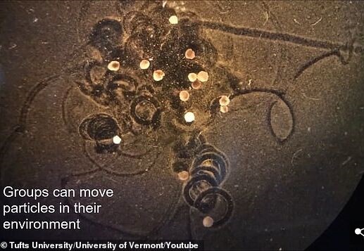 青蛙细胞制成的“活体机器人”升级版来了：不仅长记性，还能自我修复！