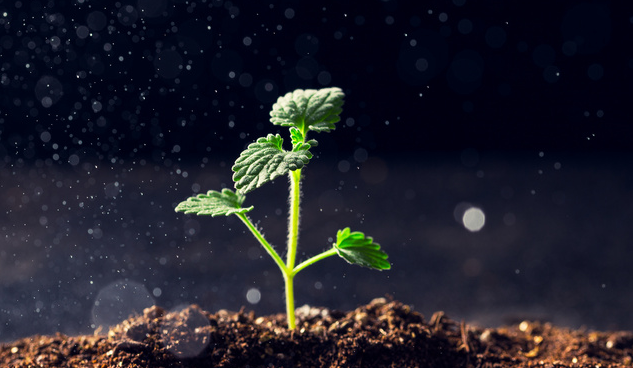 科学家分析10万年前植物DNA后发现，北极曾经绿意盎然！