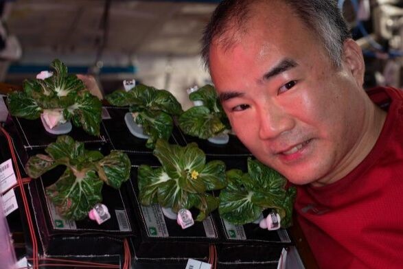 NASA宇航员在太空吃上新鲜绿叶蔬菜:小白菜开花了,口感嘎嘣脆 NASA宇航员在太空吃上新鲜绿叶蔬菜:小白菜开花了,口感嘎嘣脆