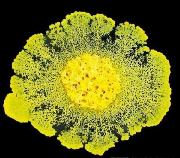 一种单细胞黄色黏菌被送上太空没有大脑和眼睛却有惊人智力