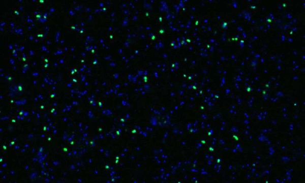 微生物，氮循环