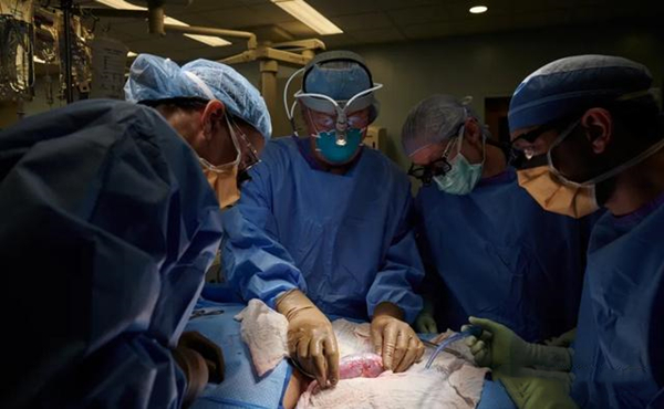 动物器官，基因编辑