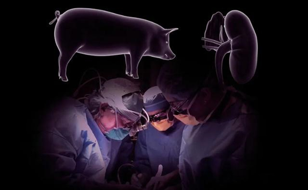 动物器官，基因编辑