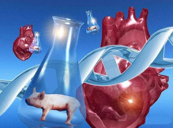 动物器官，基因编辑