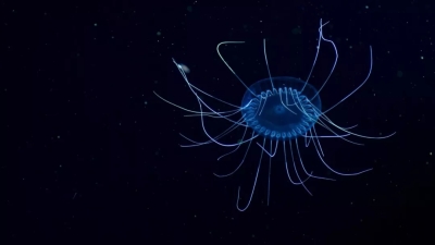 《蓝色星球》剧照