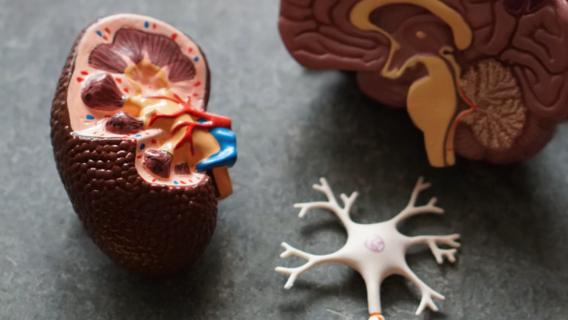 马斯克大喜!科学家开发超柔软大脑植入物,放进大脑里只需要扎一“糖针” 马斯克大喜!科学家开发超柔软大脑植入物,放进大脑里只需要扎一“糖针”