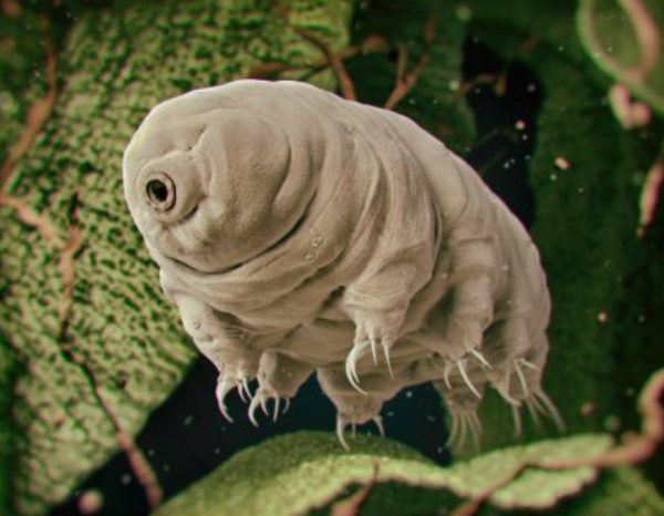 缓步动物笨拙步态背后的原理可能对微型机器人领域产生影响