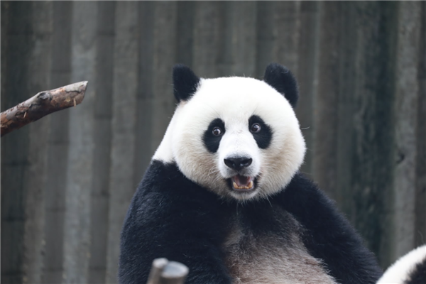 大熊猫，动物研究