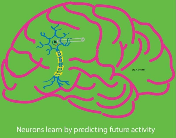 神经科学，机器学习