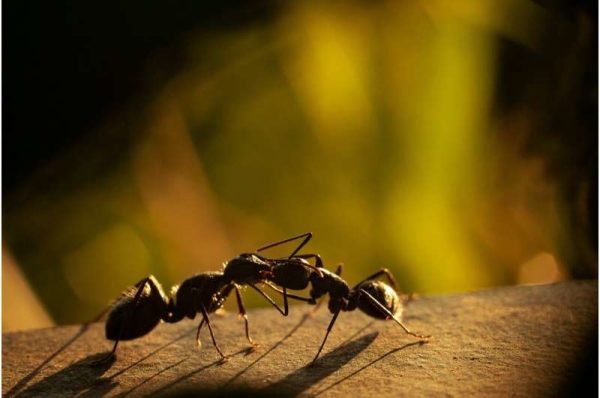 算法,互联网 算法,互联网