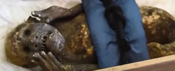 美人鱼,木乃伊 美人鱼,木乃伊