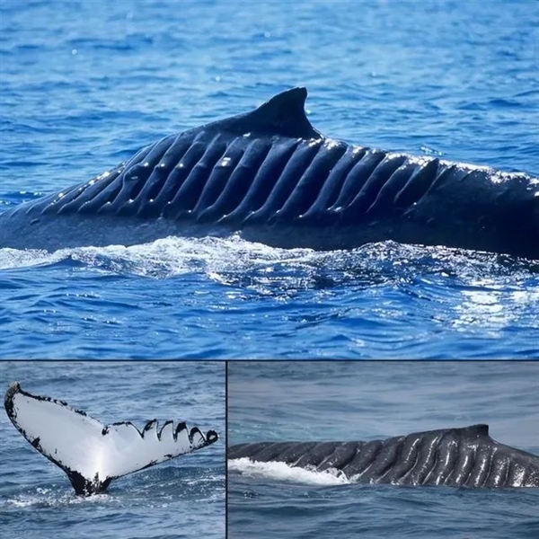 鲸鱼,哺乳动物,轮船
