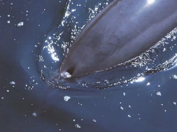 鲸鱼,气孔