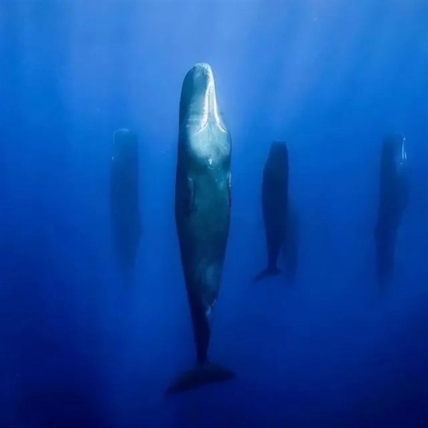 抹香鲸,鲸鱼