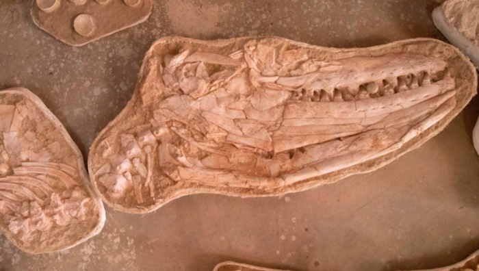 海洋巨蜥,白垩纪,化石