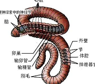 蚯蚓身体结构图解图片