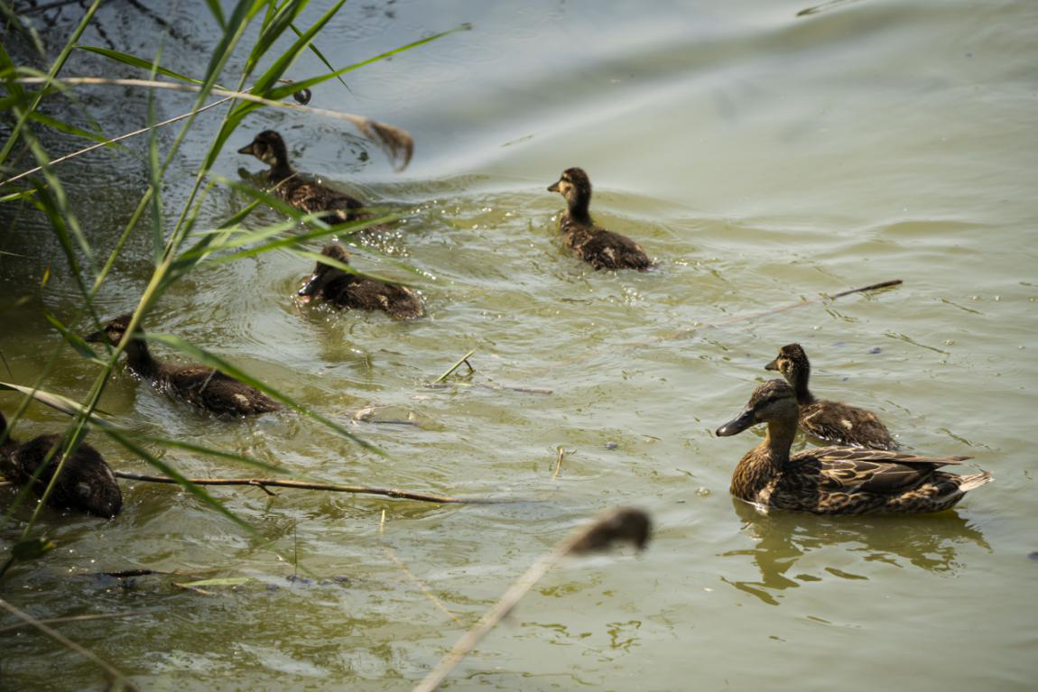 国际湿地日;保护湿地;生态环境 国际湿地日;保护湿地;生态环境