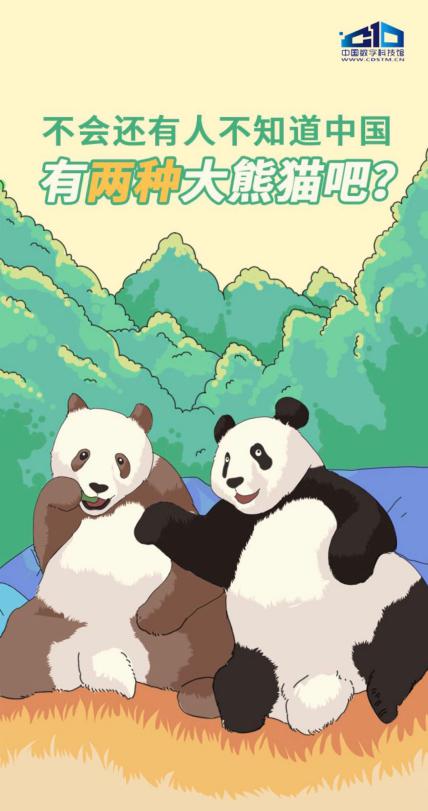 大熊猫;熊猫