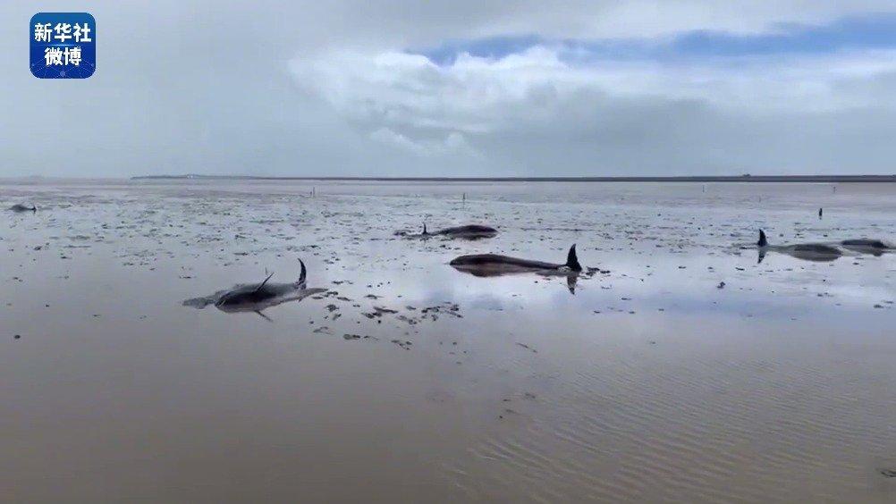 鲸类搁浅,我们应该如何救助搁浅的鲸类,鲸类为何会搁浅呢