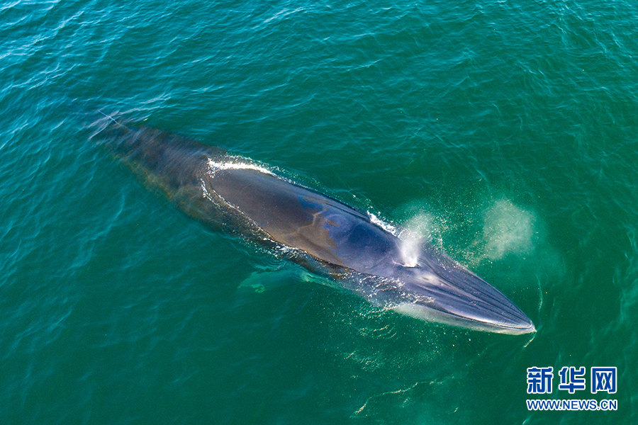鲸类搁浅,我们应该如何救助搁浅的鲸类,鲸类为何会搁浅呢