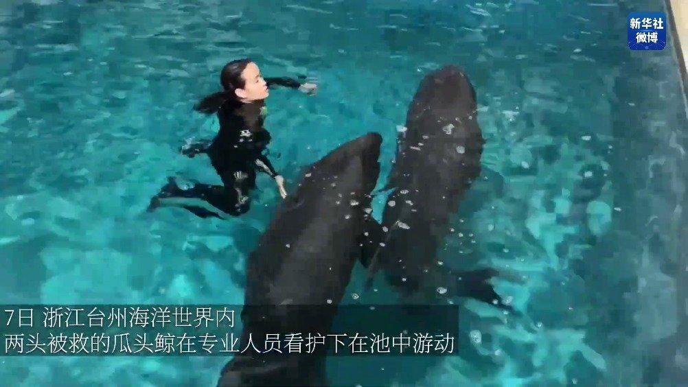 鲸类搁浅,我们应该如何救助搁浅的鲸类,鲸类为何会搁浅呢