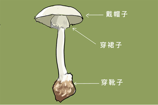 常见的毒蘑菇有哪些,蘑菇中毒,不小心食用了毒蘑菇又应该如何处理呢