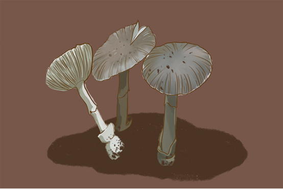 常见的毒蘑菇有哪些,蘑菇中毒,不小心食用了毒蘑菇又应该如何处理呢